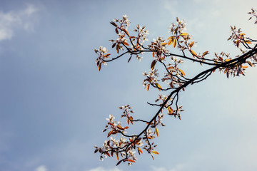 Beautiful pink spring flowers magnolia on a tree branch