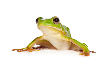 Sitting frog