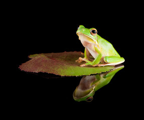 Reflected tree frog on leaf
