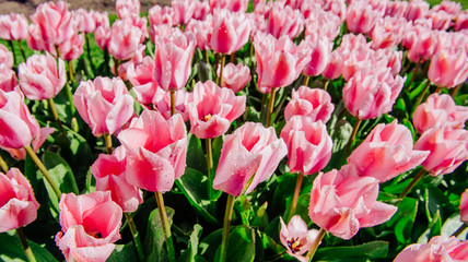 Group of pink tulips. Spring landscape. Holland.