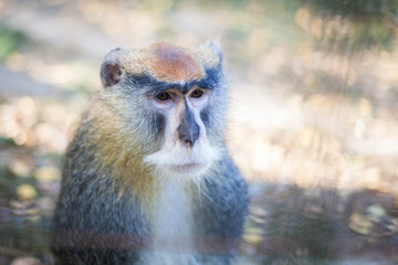 Macaque portrait in the zoo, thoughtful watching nearby