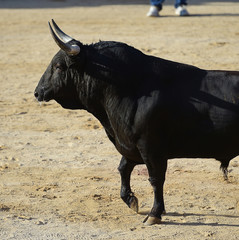 bull