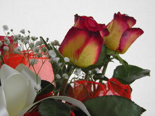 Fototapeta Piękne róże obraz