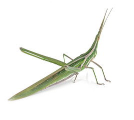 Grasshopper green isolated on white background.