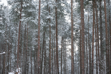 Winter in the pine forest