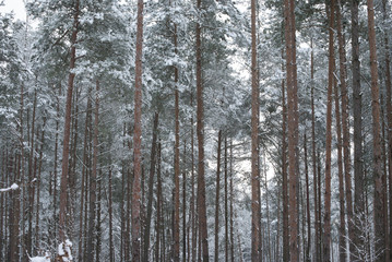 Fototapeta na wymiar Winter in the pine forest