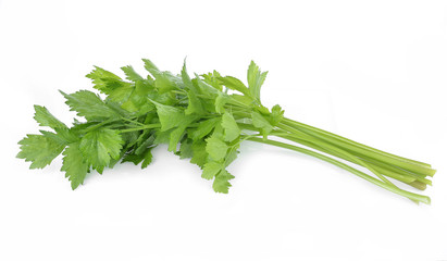 Coriander sprig isolated on white