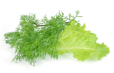 fresh green lettuce leaves isolated on white