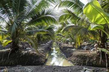 Coconut (Cocos nucifera) on a plantation, coconut cultivation, Thailand, Asia