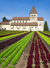 Fototapeta na wymiar Lettuce field and monastery. Rows of different sorts of lettuce.