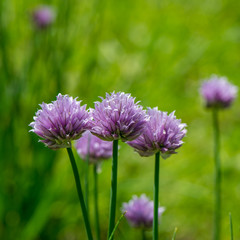 decorative garlic flowers