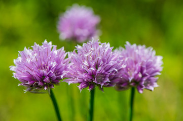 decorative garlic flowers