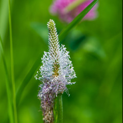 wildflower in a field