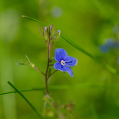 violet field in the field