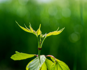 green leaves of the plant