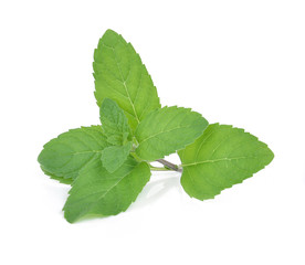  mint leaves isolated on white background