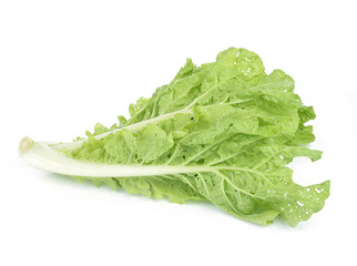 fresh green lettuce leaves isolated on white