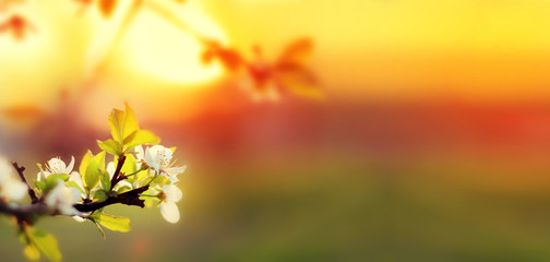 Sunset. Spring blooming white cherry flowers on a blurred background orange sun on the horizon....