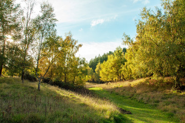 Fototapeta na wymiar Autumn glory in the Forest of Dean in England.