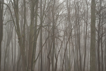 Calm foggy morning in bare forest