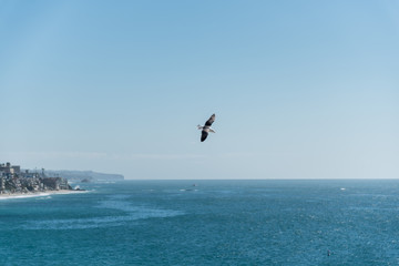Fototapeta premium Soaring seagull in Laguna Beach, California