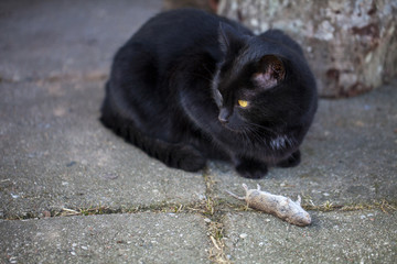 Cat with a hunted mouse