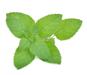 mint leaves isolated on white background