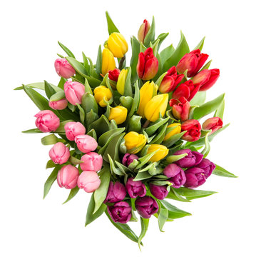 Tulip flower Bouquet isolated white background