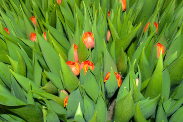 To grow tulips in the greenhouse, agricultural enterprise, field, small business, 8 March, winter, February, March, spring,