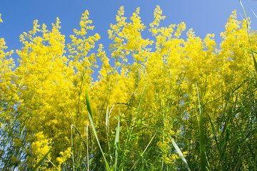 Obraz premium Wildflowers on a background of blue sky bedstraw