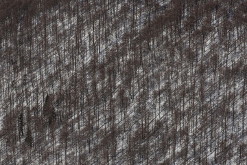 Forest texture in a winter day