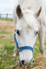 Close-up of a white horse eating grass at a meadow on the Jeju Island in South Korea. Viewed from the front.