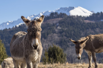 Anes dans le massif de Belledonne.