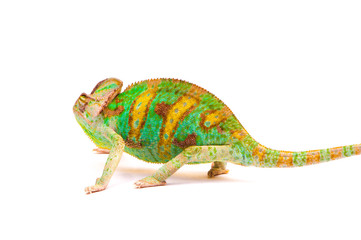 Yemen chameleon muzzle isolated on white background