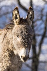 Fototapeta premium Anes dans le massif de Belledonne.