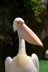 モモイロペリカン