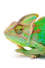 Obraz premium Yemen chameleon muzzle isolated on white background