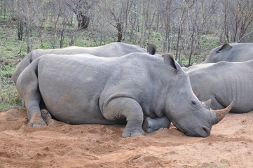 Naklejka premium Animals Wildlife