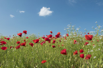 Happy poppies