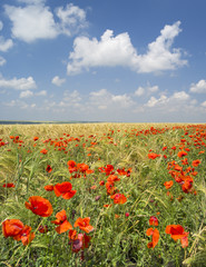 red poppies in the field under white clouds in summer day