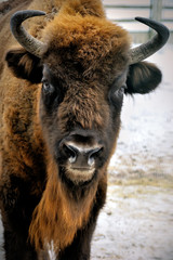 head of European bison in winter