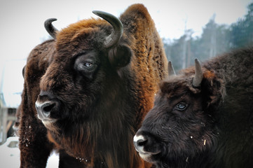 two portrait of European bison in winter
