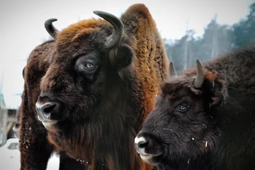 Fotobehang Bizon twee portret van Europese bizon in de winter