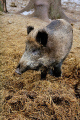 Wild boar on hay litter in winter