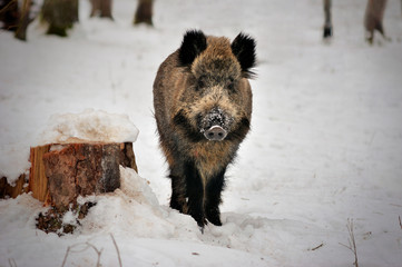 Wild boar in winter forest of in Reserve Bialowieza Forest