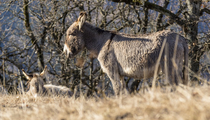 Anes dans le massif de Belledonne.