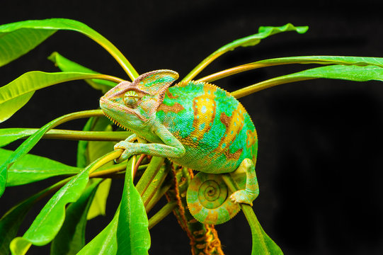 Yemen chameleon muzzle isolated on white background