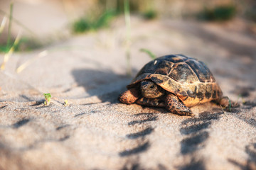 turtle goes slowly in the sand with its protective shell
