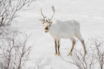 Naklejka na ściany i meble White reindeer