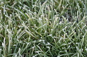 Frost
